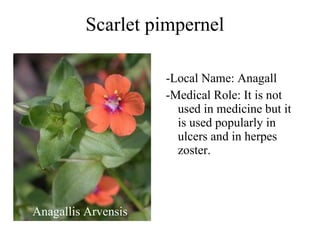 Scarlet pimpernel Anagallis Arvensis -Local Name: Anagall -Medical Role: It is not used in medicine but it is used popularly in ulcers and in herpes zoster. 