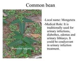 Common bean -Local name: Mongetera -Medical Role: It is traditionally used for  urinary infections, diabethes, edemas and urinary lithiasys. It could be coadyuvant in urinary infection treatment. Phaseolus vulgaris 