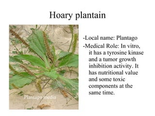 Hoary plantain -Local name: Plantago -Medical Role: In vitro, it has a tyrosine kinase and a tumor growth inhibition activity. It has nutritional value and some toxic components at the same time. Plantago media 