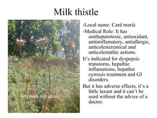 Milk thistle -Local name: Card marià -Medical Role: It has antihepatotoxic, antioxidant,  antiimflamatory, antiallergic, anticolesteremical and anticolestathic actions.  It’s indicated for dyspepsic transtorns, hepathic inflamations, hepathic cyrrosis treatment and GI disorders. But it has adverse effects, it’s a little laxant and it can’t be used without the advice of a doctor. Silybum marianum 