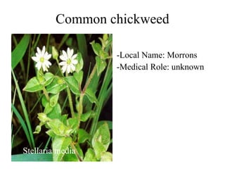 Common chickweed Stellaria media -Local Name: Morrons -Medical Role: unknown 