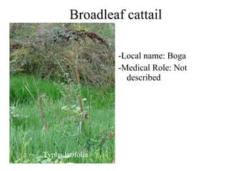 Broadleaf cattail -Local name: Boga -Medical Role: Not described Typha latifolia 