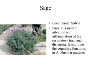 Sage  Local name: Salvia  Uses: It’s used in infection and inflammation of the respiratory tract and dispepsia. It improves the cognitive functions in Allzheimer patients   