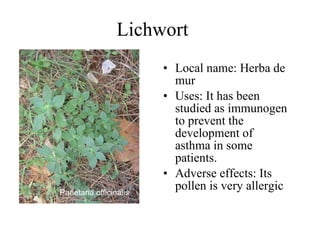 Lichwort   Local name: Herba de mur  Uses: It has been studied as immunogen to prevent the development of asthma in some patients.   Adverse effects: Its  pollen is very allergic Parietaria   officinalis  
