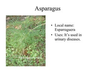 Asparagus  Local name: Esparraguera  Uses: It’s used in  urinary diseases.  Asparagus officinalis   