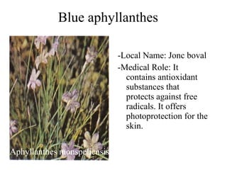 Blue aphyllanthes Aphyllanthes monspeliensis -Local Name: Jonc boval -Medical Role: It contains antioxidant substances that protects against free radicals. It offers photoprotection for the skin. 