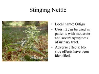 Stinging Nettle   Local name:  Ortiga   Uses: It can be used i n patients with moderate and severe symptoms of urinary tract.   Adverse effects: No side effects have been identified.  Urtica dioica   