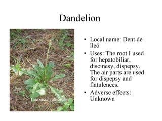 Dandelion  Local name: Dent de lleó  Uses: The r oot I used for hepatobiliar, discinesy, dispepsy. The air parts are used for dispepsy and flatulences.   Adverse effects: Unknown  Tarax acum officinale   