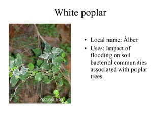 White poplar  Local name: Àlber  Uses:  Impact of flooding on soil bacterial communities associated with poplar trees.   Populus alba   