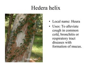 Hedera helix   Local name:  Heura   Uses:  To alleviate cough in common cold, bronchitis or respiratory tract diseases with formation of mucus.   Hedera helix   