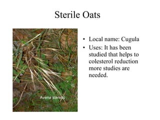 Sterile Oats  Local name: Cugula  Uses:  It has been studied that helps to colesterol reduction  more studies are needed.   Avena sterelis   