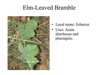 Elm-Leaved Bramble  Local name: Esbarzer  Uses:  Acute diarrhoeas and pharingitis.   Rubus ulmifolius   