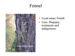 Fennel  Local name: Fonoll  Uses:  Dispepsy treatments and indigestions.   Foeniculum vulgare  