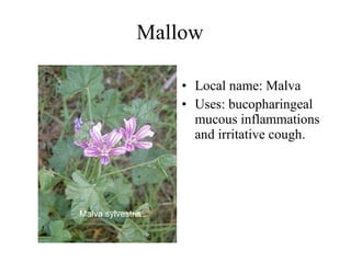 Mallow  Local name: Malva  Uses:  bucopharingeal mucous inflammations and irritative cough.   Malva sylvestris   