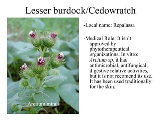 Lesser burdock/Cedowratch -Local name: Repalassa -Medical Role: It isn’t approved by phytotherapeutical organizations. In vitro:  Arctium sp . it has antimicrobial, antifungical, digestive relative activities, but it is not recomend its use. It has been used traditionally for the skin. Arctium minus 