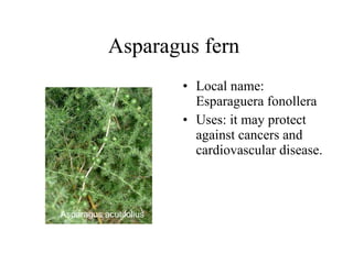Asparagus fern  Local name: Esparaguera fonollera  Uses: it m ay protect against cancers and cardiovascular disease.   Asparagus acutifolius   