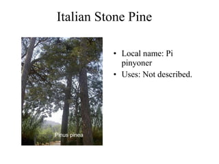 Italian Stone Pine  Local name: Pi pinyoner  Uses:  Not described.   Pinus pinea  