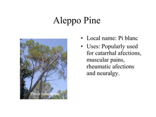 Aleppo Pine  Local name: Pi blanc  Uses: Popularly used for c atarrhal afections, muscular pains, rheumatic afections and neuralgy.   Pinus halepensis   
