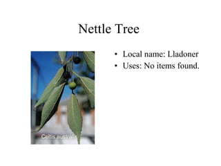 Nettle Tree  Local name: Lladoner  Uses: No items found.  Celtis australis  