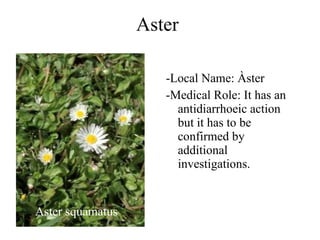Aster Aster squamatus -Local Name: Àster -Medical Role: It has an antidiarrhoeic action but it has to be confirmed by additional investigations. 