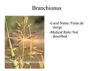 Branchionus Brachypodium phoenicoides -Local Name: Fenàs de merge -Medical Role: Not described 