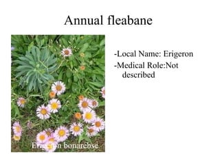 Annual fleabane Erigeron bonarebse -Local Name: Erigeron -Medical Role:Not described 