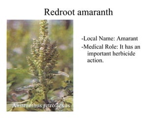 Redroot amaranth ,[object Object],[object Object],[object Object]