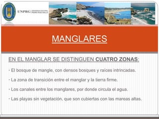 EN EL MANGLAR SE DISTINGUEN CUATRO ZONAS:
· El bosque de mangle, con densos bosques y raíces intrincadas.
· La zona de transición entre el manglar y la tierra firme.
· Los canales entre los manglares, por donde circula el agua.
· Las playas sin vegetación, que son cubiertas con las mareas altas.
MANGLARES
 