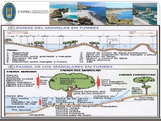 FAUNA DE LAS PLAYAS
ARENOSAS
 