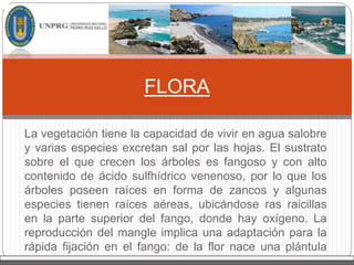 La vegetación tiene la capacidad de vivir en agua salobre
y varias especies excretan sal por las hojas. El sustrato
sobre el que crecen los árboles es fangoso y con alto
contenido de ácido sulfhídrico venenoso, por lo que los
árboles poseen raíces en forma de zancos y algunas
especies tienen raíces aéreas, ubicándose ras raicillas
en la parte superior del fango, donde hay oxígeno. La
reproducción del mangle implica una adaptación para la
rápida fijación en el fango: de la flor nace una plántula
que al caer se clava en el fango.
FLORA
 