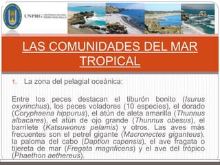 1. La zona del pelagial oceánica:
Entre los peces destacan el tiburón bonito (Isurus
oxyrinchus), los peces voladores (10 especies), el dorado
(Coryphaena hippurus), el atún de aleta amarilla (Thunnus
albacares), el atún de ojo grande (Thunnus obesus), el
barrilete (Katsuwonus pelamis) y otros. Las aves más
frecuentes son el petrel gigante (Macronectes giganteus),
la paloma del cabo (Daption capensis), el ave fragata o
tijereta de mar (Fregata magnficens) y el ave del trópico
(Phaethon aethereus).
LAS COMUNIDADES DEL MAR
TROPICAL
 