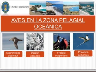 AVES EN LA ZONA PELAGIAL
OCEÁNICA
Macronectes
giganteus
Daption
capensis
Fregata
magnficens
Phaethon
aethereus
 