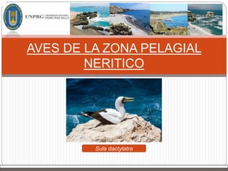 AVES DE LA ZONA PELAGIAL
NERITICO
Sula dactylatra
 