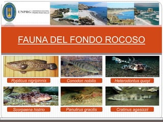 FAUNA DEL FONDO ROCOSO
Rypticus nigripinnis Conodon nobilis
Panulirus gracilisScorpaena histrio Cratinus agasizzii
Heterodontus quoyi
 