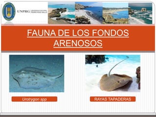 FAUNA DE LOS FONDOS
ARENOSOS
Urotrygon spp RAYAS TAPADERAS
 
