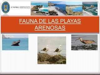 FAUNA DE LAS PLAYAS
ARENOSAS
 