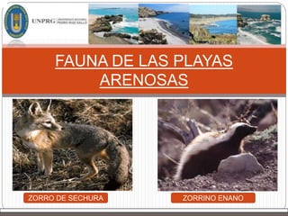 FAUNA DE LAS PLAYAS
ARENOSAS
ZORRO DE SECHURA ZORRINO ENANO
 