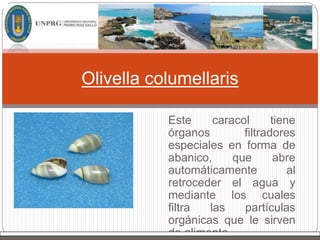 Este caracol tiene
órganos filtradores
especiales en forma de
abanico, que abre
automáticamente al
retroceder el agua y
mediante los cuales
filtra las partículas
orgánicas que le sirven
de alimento
Olivella columellaris
 