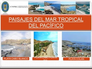 PAISAJES DEL MAR TROPICAL
DEL PACÍFICO
PLAYA CABO BLANCO
PLAYA CABO PUNTA
SAL
PLAYA COLAN
 