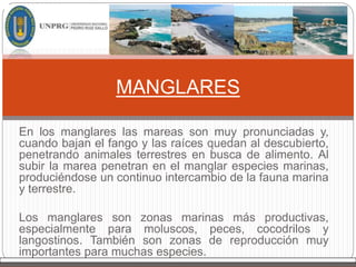 En los manglares las mareas son muy pronunciadas y,
cuando bajan el fango y las raíces quedan al descubierto,
penetrando animales terrestres en busca de alimento. Al
subir la marea penetran en el manglar especies marinas,
produciéndose un continuo intercambio de la fauna marina
y terrestre.
Los manglares son zonas marinas más productivas,
especialmente para moluscos, peces, cocodrilos y
langostinos. También son zonas de reproducción muy
importantes para muchas especies.
MANGLARES
 