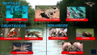 LA TORTUGA EL COCODRILLO DE TUMBES CULEBRA DE MAR
CANGREJO ROJO LANGOSTA
LANGOSTINO
CONCHA NEGRA CARACOL
ALMEJAS
 
