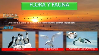 En cuanto a la fauna, las especies más representativas del Mar Tropical son:
EL CAMANAY ALBATROS DE LOS GALÁPAGOSAVE DE TROPICO
 