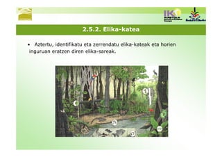 2.5.2. Elika-katea

• Aztertu, identifikatu eta zerrendatu elika-kateak eta horien
 inguruan eratzen diren elika-sareak.
 