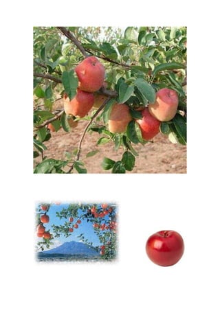 Marul biologie-clasa-a va