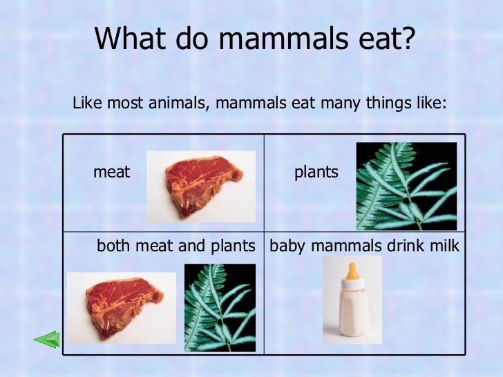Marvelous Mammals
