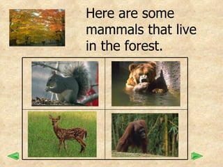 Here are some  mammals that live  in the forest. 