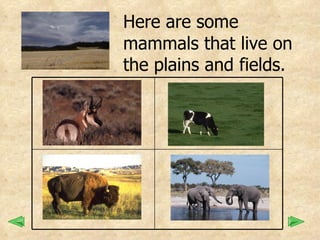 Here are some  mammals that live on  the plains and fields. 