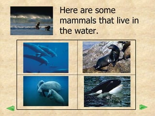 Here are some  mammals that live in  the water.             