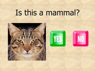 Is this a mammal? 
