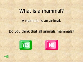What is a mammal? A mammal is an animal. Do you think that all animals mammals? 